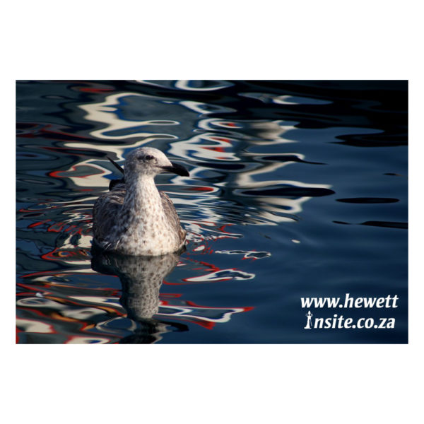 Fine Art photographic prints available for shipping worldwide - photographed by Andrew Hewett at Kalk Bay Harbour for hewettinsite